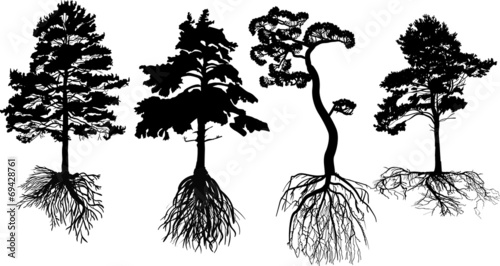 isolated four black pines with roots