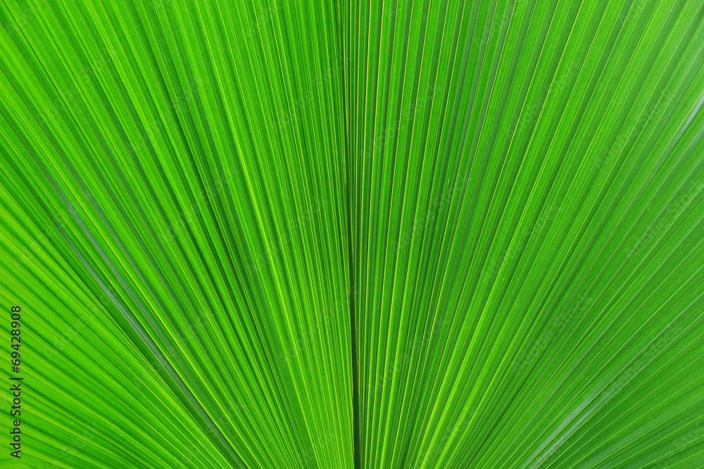 Green palm Leaf Green palm Leaf