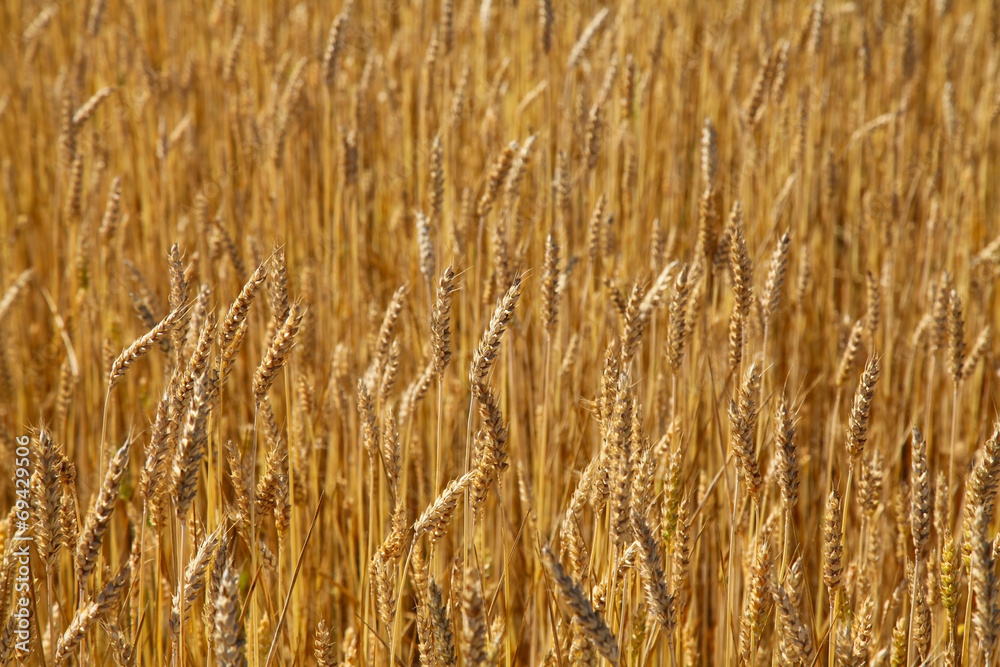 Wheat field, sunny day Wheat field, sunny day