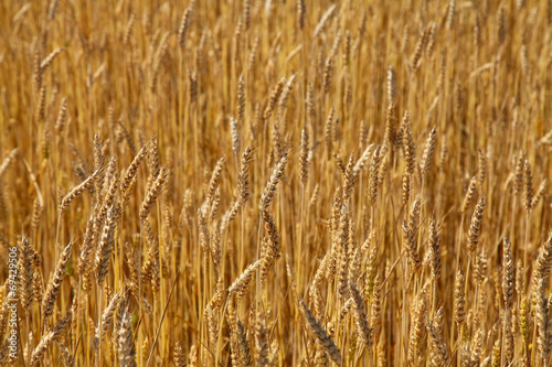 Wheat field  sunny day