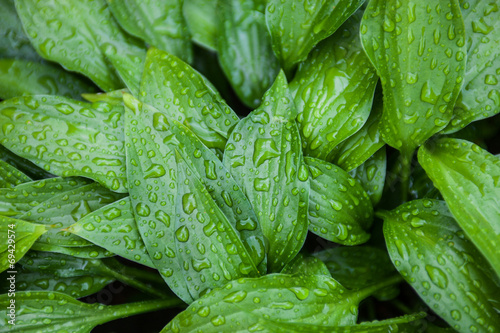 Fototapeta Naklejka Na Ścianę i Meble -  Green leaves of hosta with rain drops