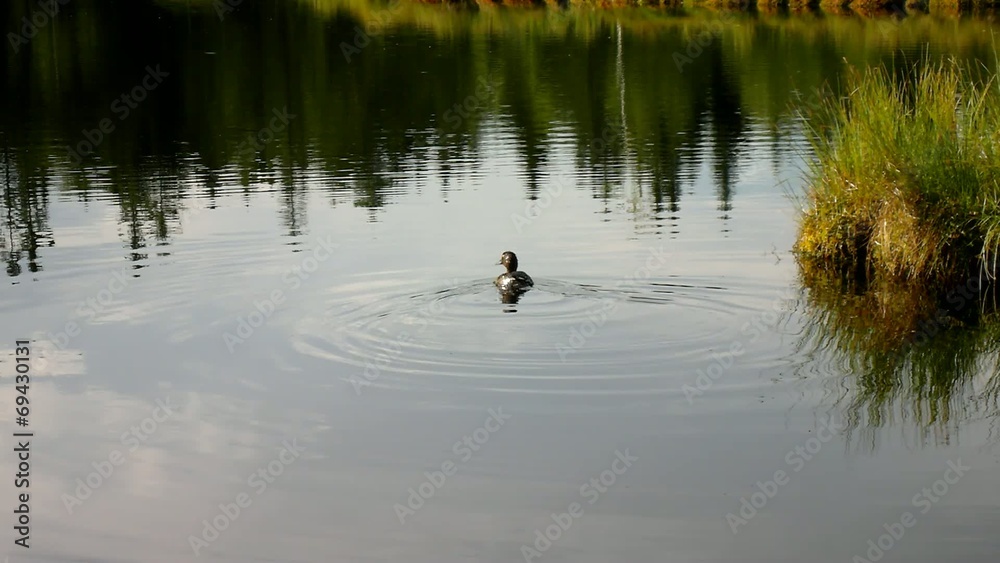 Duck on lake water level in autumn, young bird is feeding Duck on lake water level in autumn, young bird is feeding
