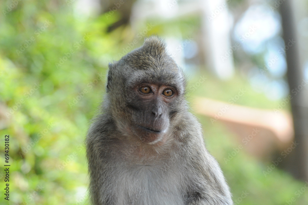 macaque