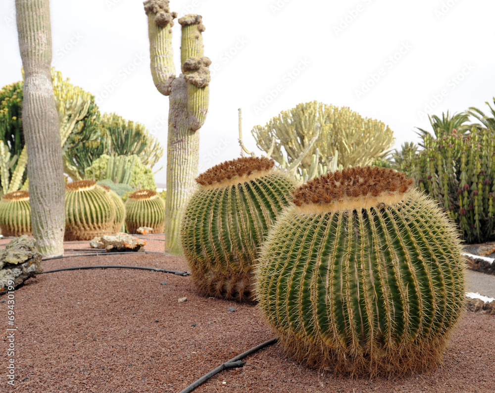 Coussins de bellemère (Echinocactus grusonii) au Jardin de cac foto de — free download