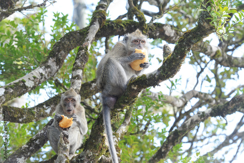 macaque