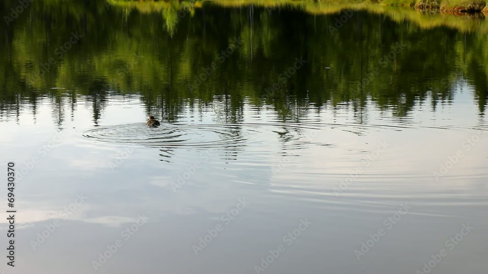 Small young duck on peaceful water level in autumn forest