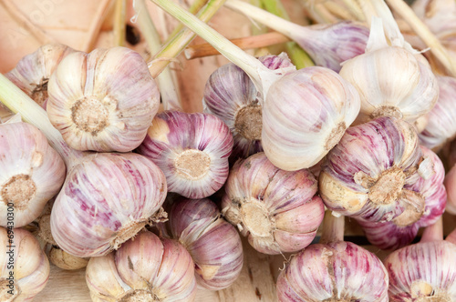 Fresh young garlic