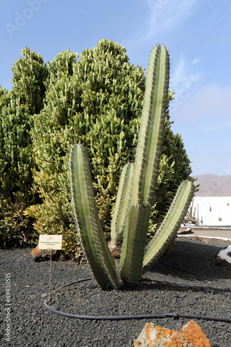 Pachycereus weberi au Jardin de cactus d Antigua  Fuerteventura