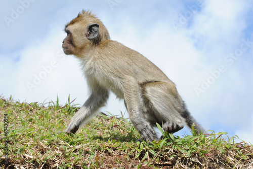 macaque