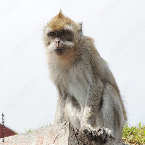 macaque © AUFORT Jérome