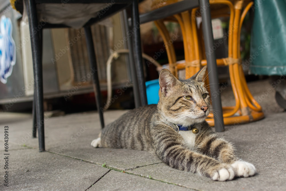 Obraz premium Cat lying to rest.