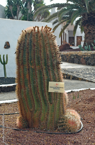 Obraz na płótnie Ferocactus latispinus ssp. spiralis, syn. Ferocactus recurvus