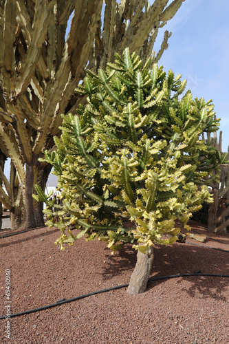 Euphorbe laiteuse (Euphorbia lactea) au Jardin de cactus d'Antig photo