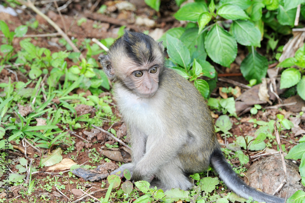 jeune macaque