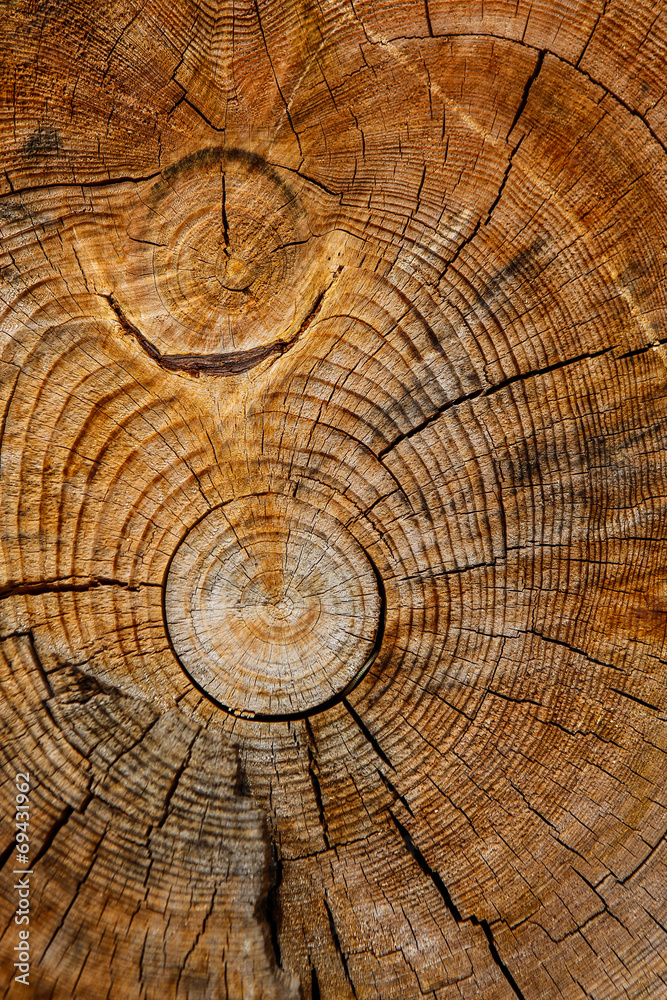 Naklejka premium rough cut of tree trunk