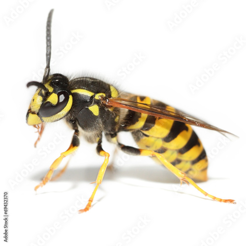 Wasp on white. Square format.