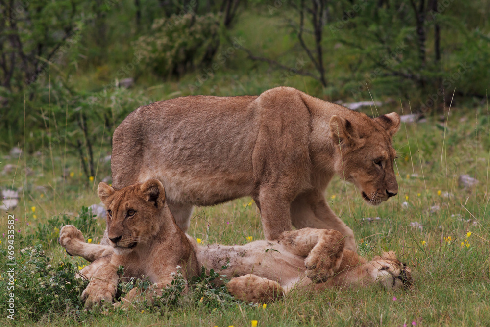 Lioness and two young lions Lioness and two young lions