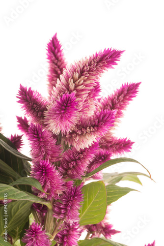 Cockscomb celosia spicata plant