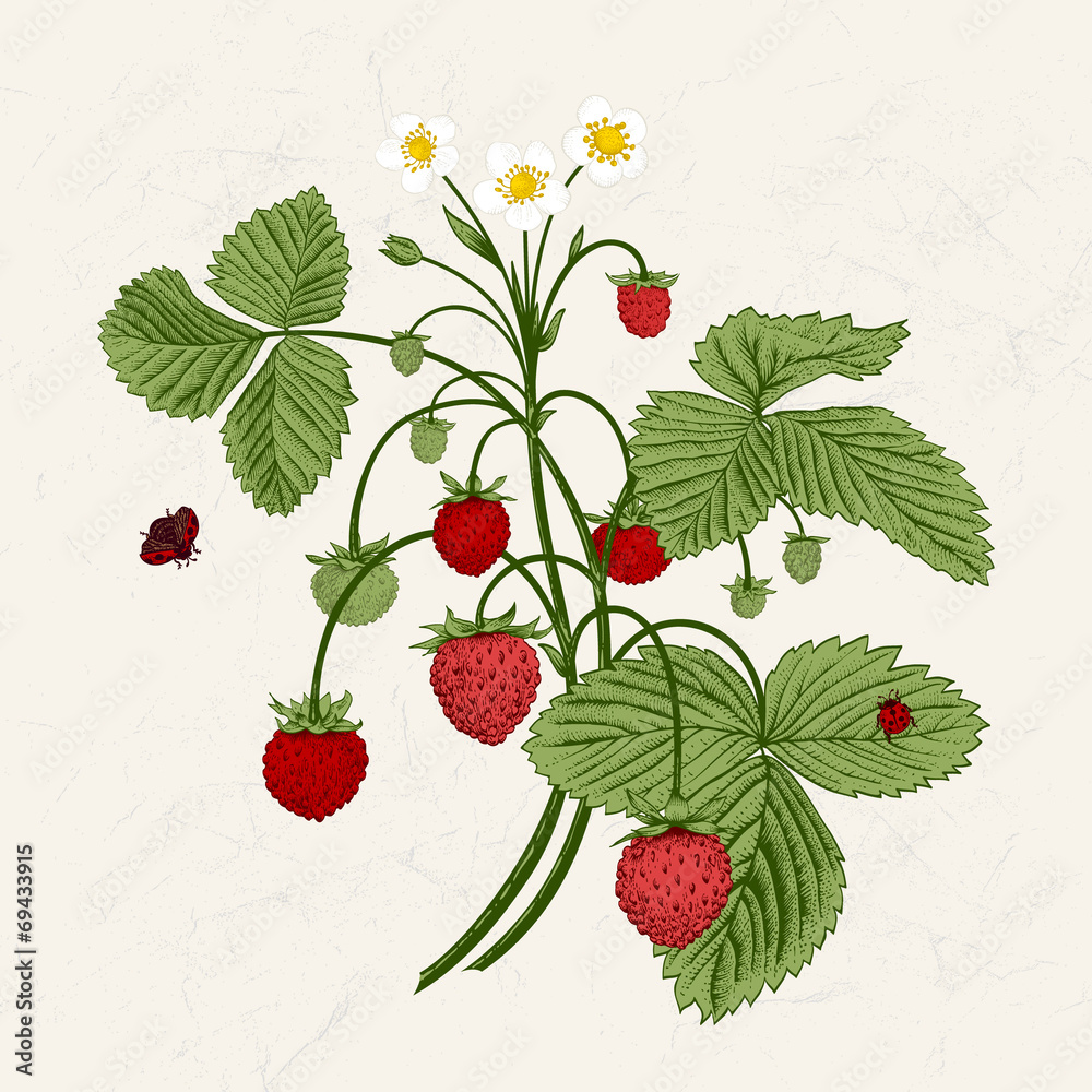 Obraz premium Bush of wild strawberries. Vintage vector illustration.