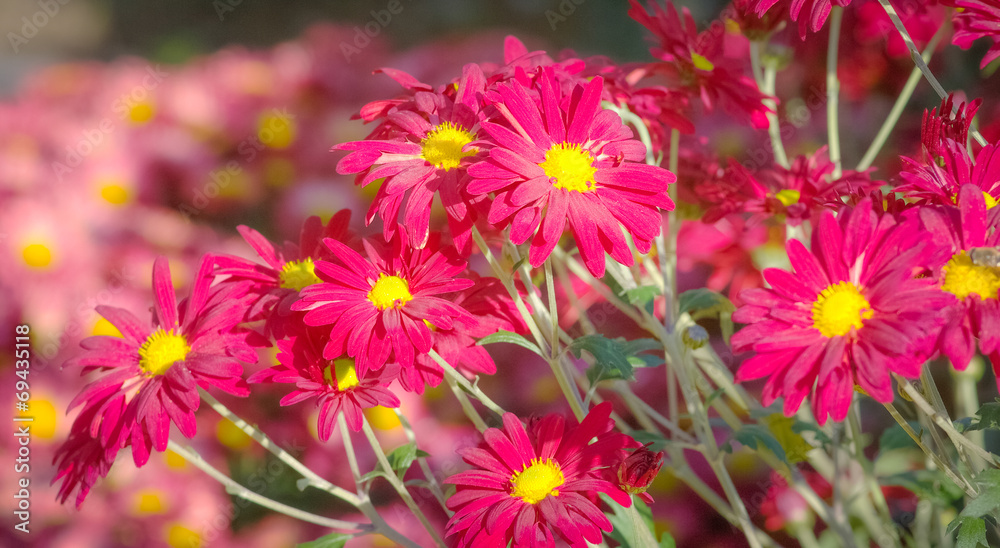 Fototapeta premium Chrysanthemums