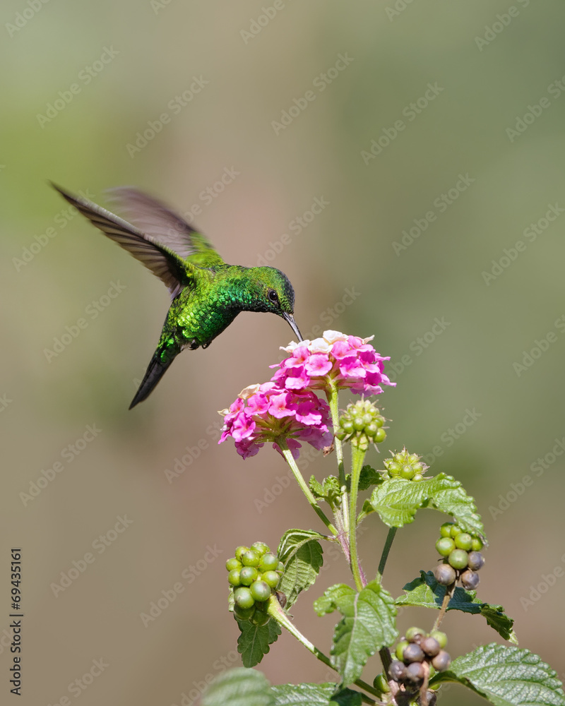 Fototapeta premium Hummingbird sucking nectar.