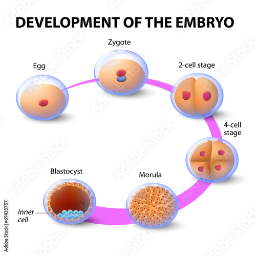 development of the human embryo