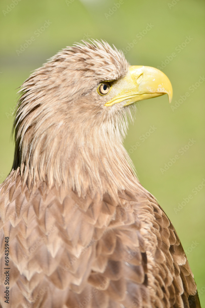Obraz premium White tailed eagle,