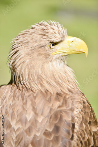 White tailed eagle,