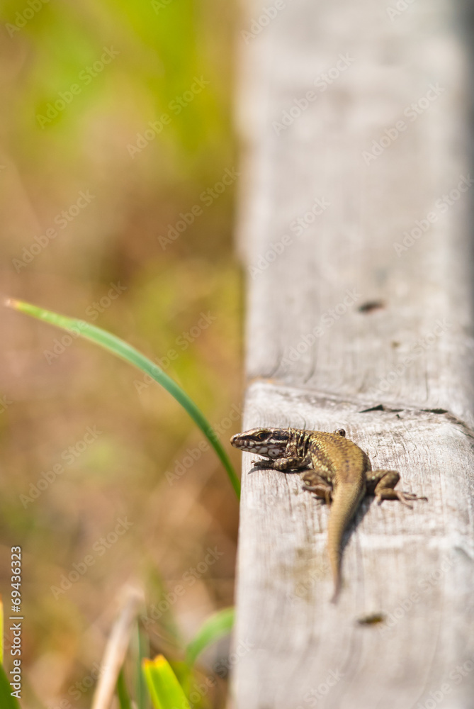 lizard lizard