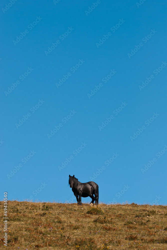 black horse - obrazy, fototapety, plakaty 