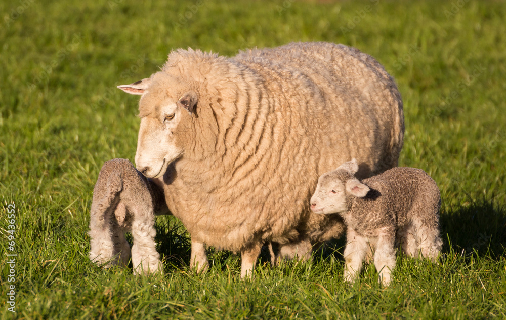 Mother Sheep