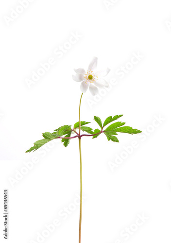 Buschwindröschen (Anemone nemorosa)