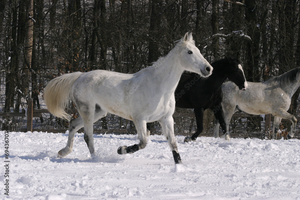 Thoroughbred white horse galloping in winter corral Thoroughbred white horse galloping in winter corral