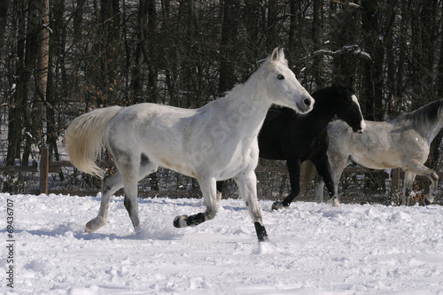 Thoroughbred white horse galloping in winter corral