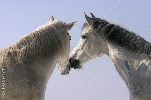 A nice pair. Two thoroughbred horses standing in winter corral