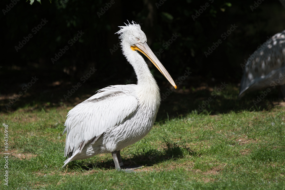 Fototapeta premium pelican