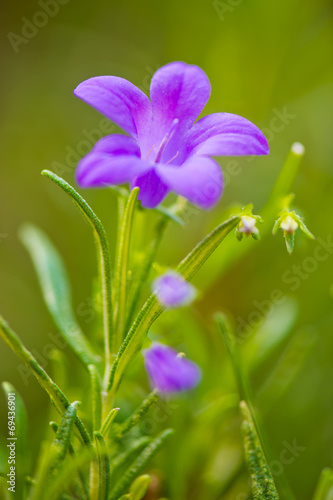 purple flowers