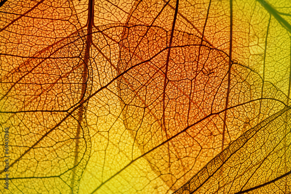 leaf texture - in detail - obrazy, fototapety, plakaty 