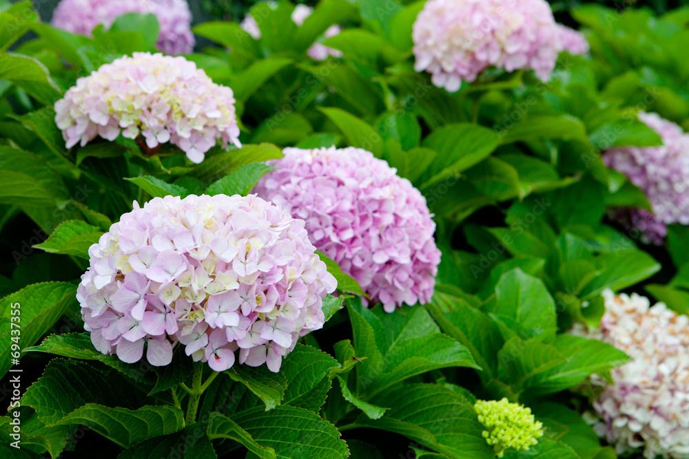 Beautiful hydrangea plant Beautiful hydrangea plant