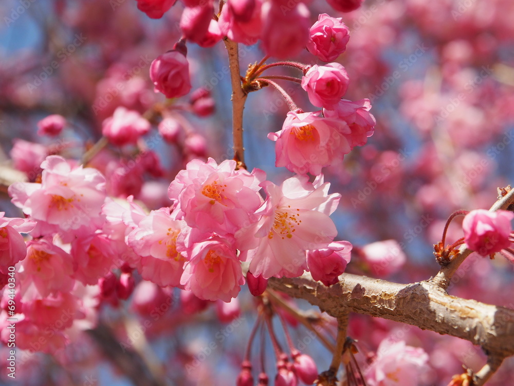 桜 桜
