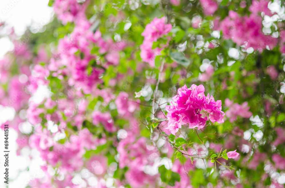 Paper flowers or Bougainvillea