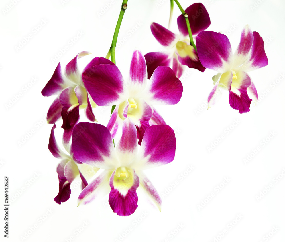 Purple orchid. Isolated with a white background
