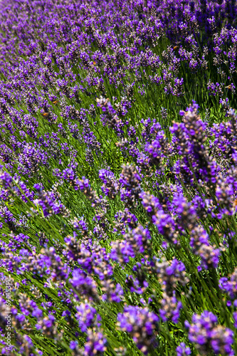 Color of lavender flowers