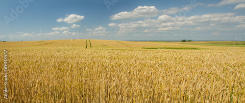 wheat field panorama