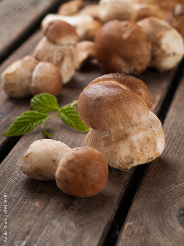 Mushroom boletus