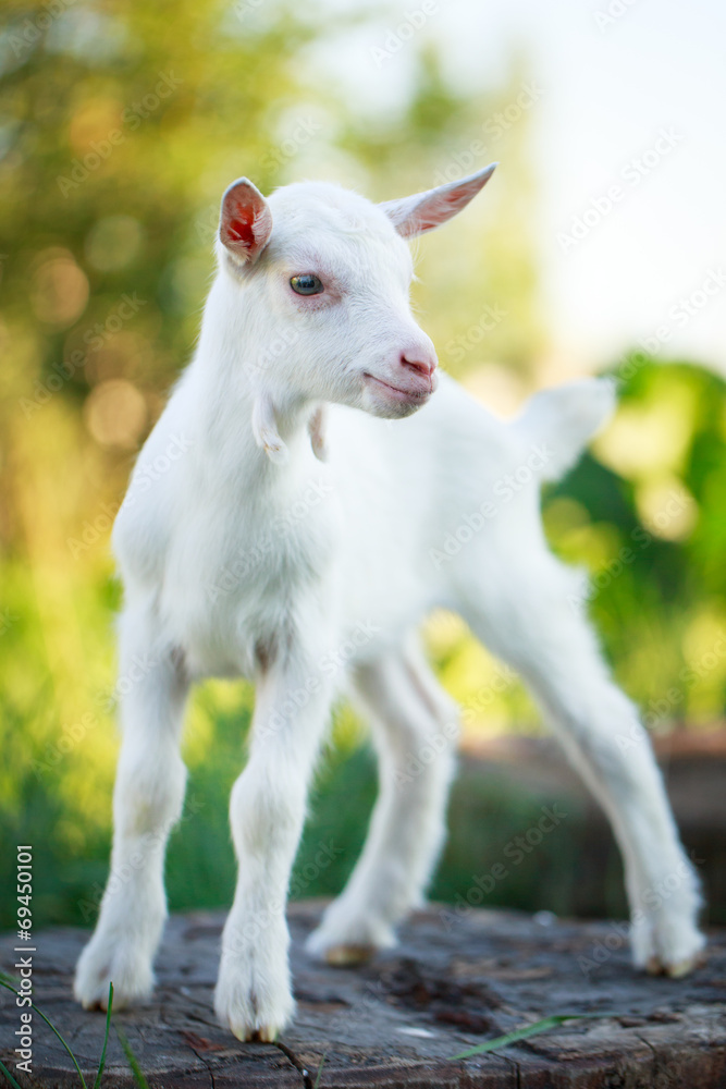 White goatling