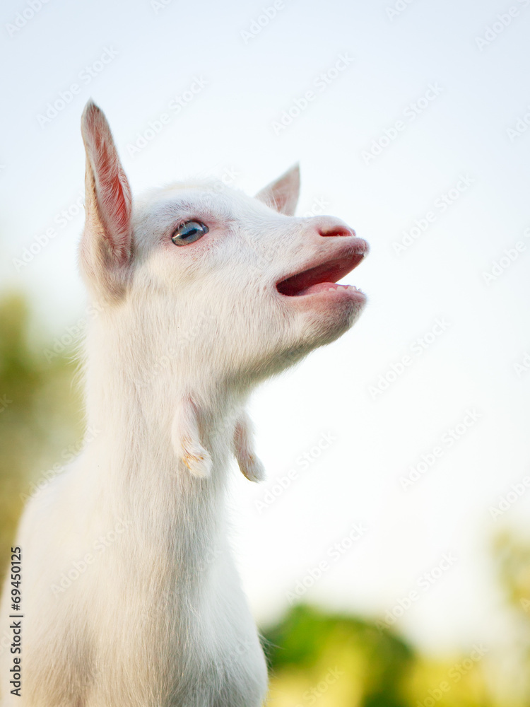 Obraz premium White goatling