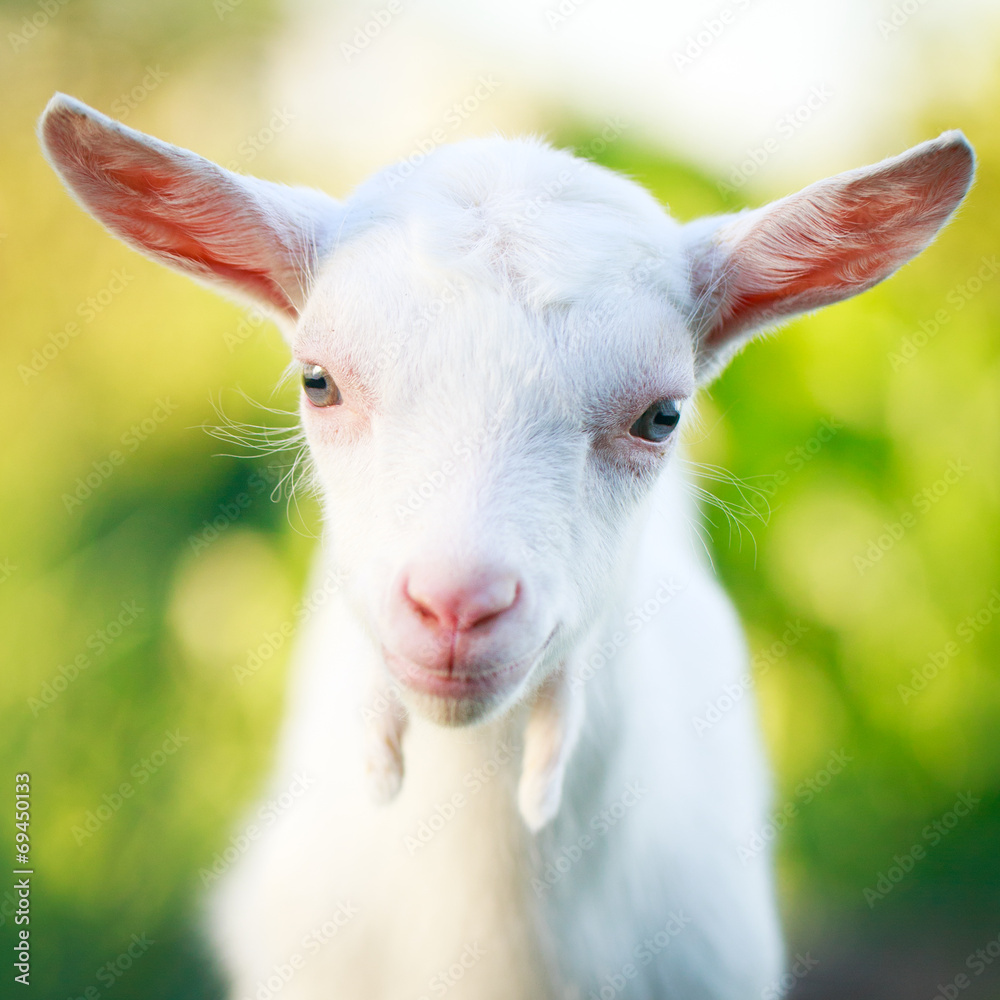 Obraz premium White goatling