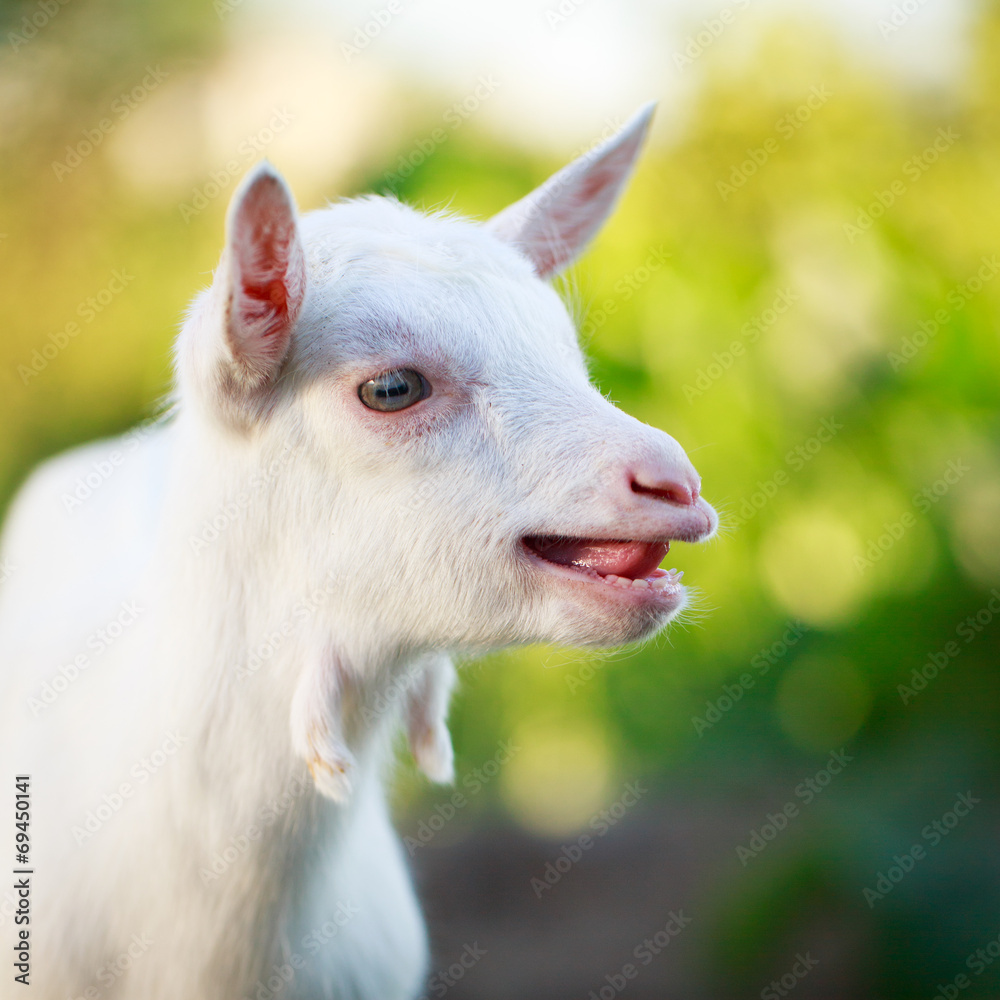Fototapeta premium White goatling