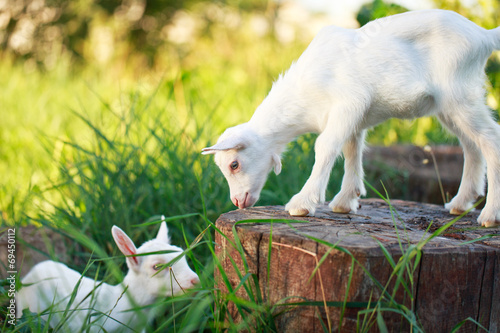 White goatling photo